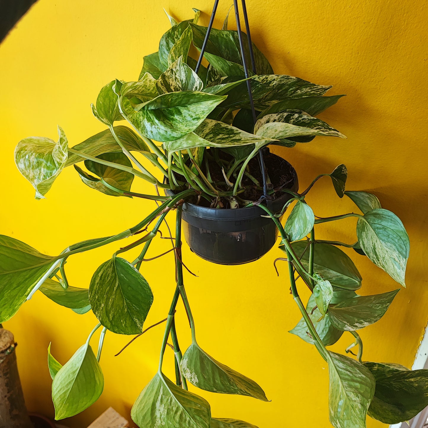Pothos Marble Queen - Large