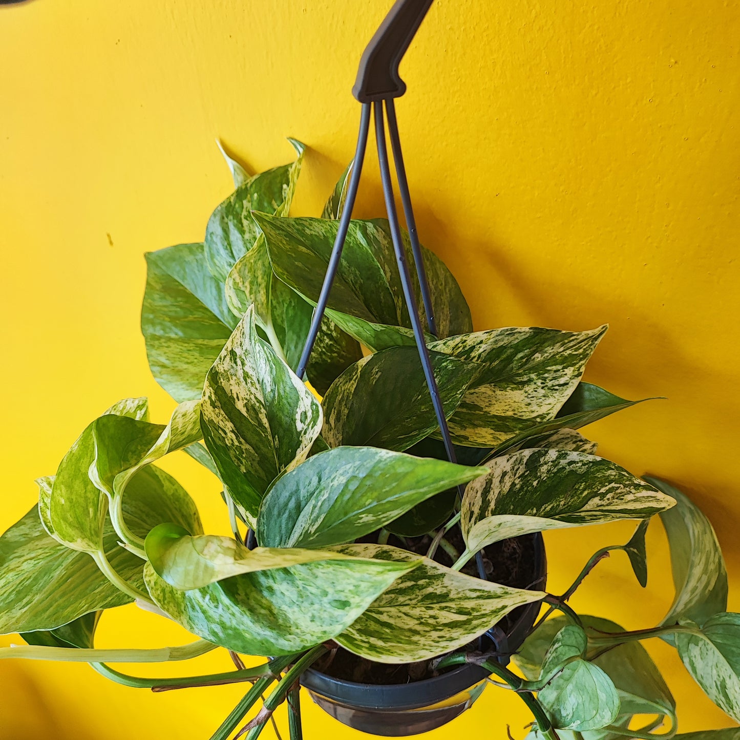 Pothos Marble Queen - Large