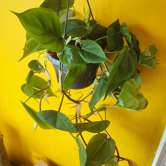 Philodendron Heartleaf