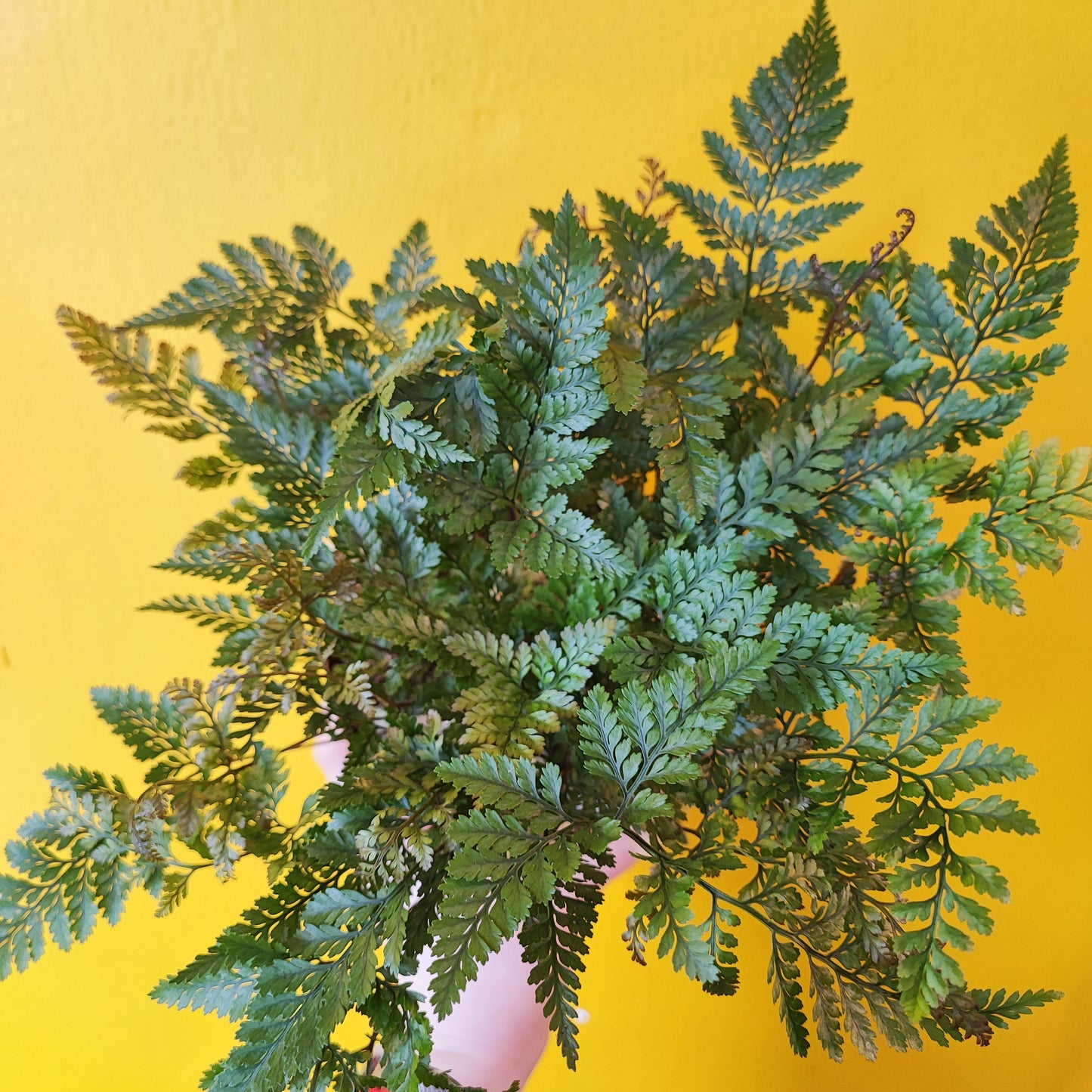 Fern Rabbits Foot - Medium