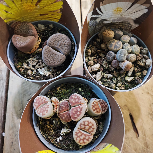 Stone Plants (Lithops)