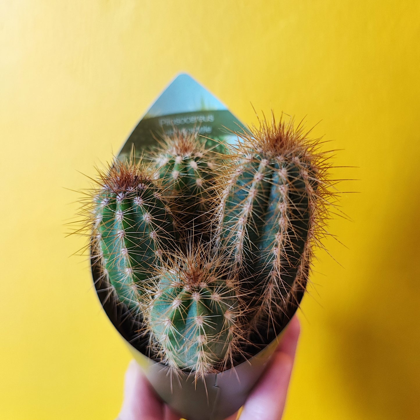 Cacti/Succulent Mix- Small