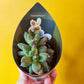 Cacti/Succulent Mix- Small