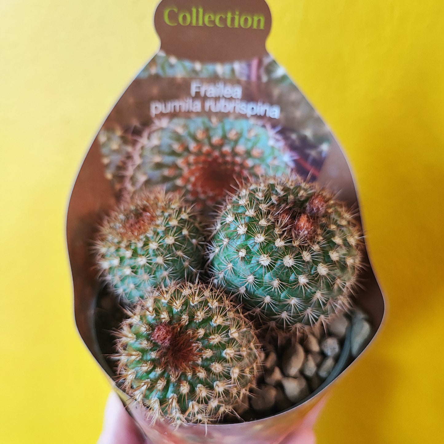 Cacti/Succulent Mix- Medium
