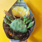 Cacti/Succulents Mix - Large