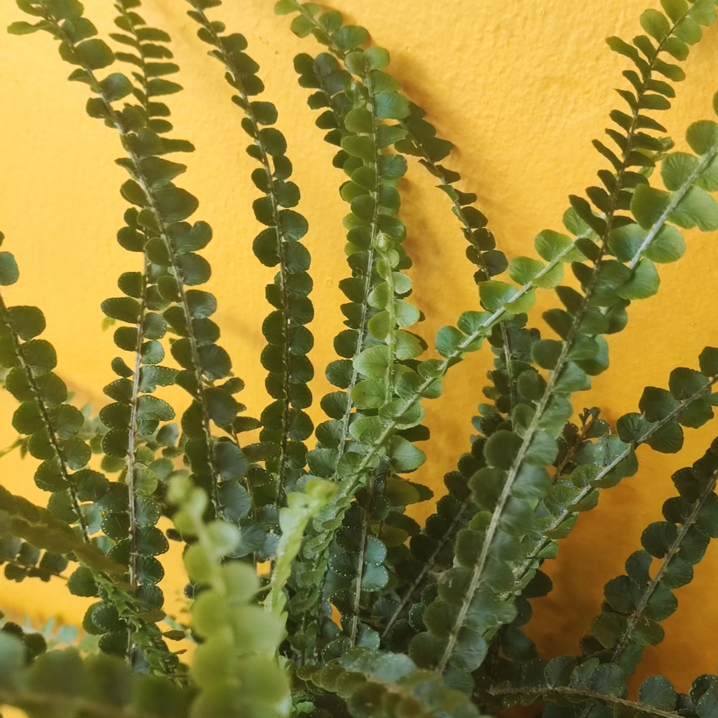 Fern Lemon Button - Medium