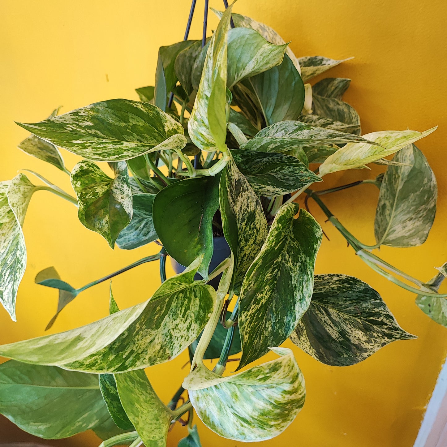 Pothos Marble Queen - Large