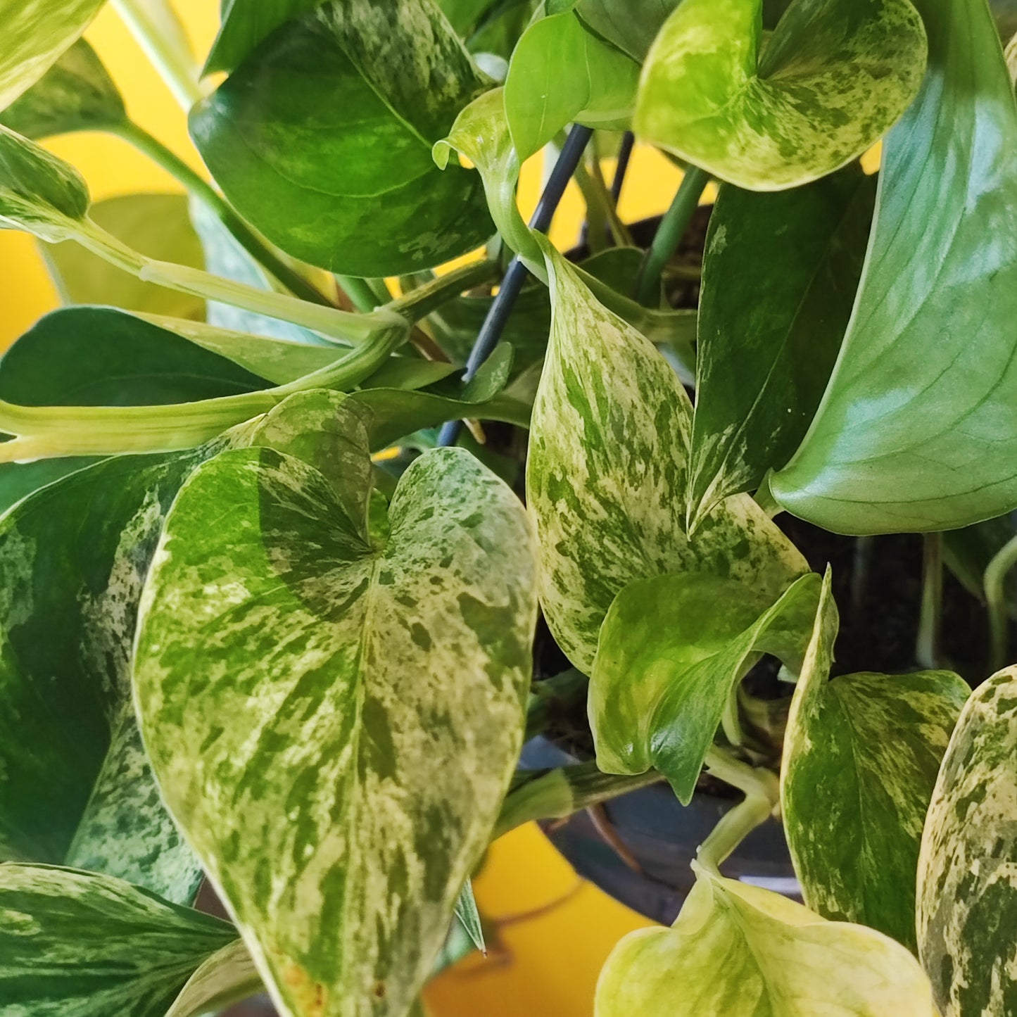 Pothos Marble Queen - Large