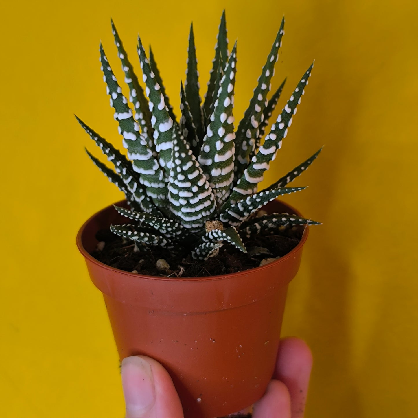 Haworthia Zebra Cactus `Big Band` - mini