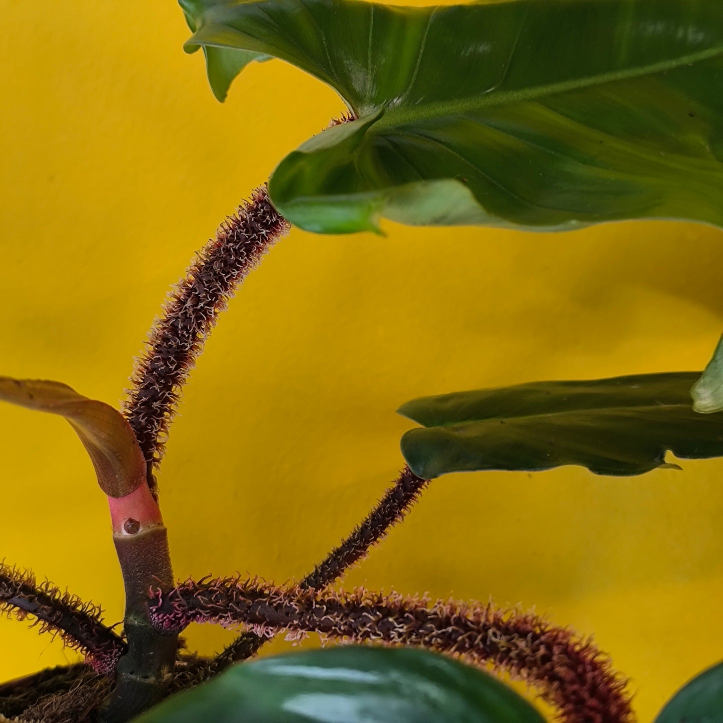 Philodendron `Red Bristle` - Medium