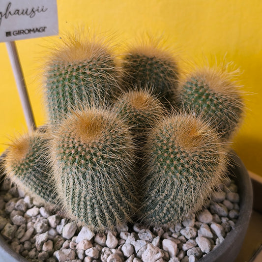 Cactus `Golden Torch` in Terracotta