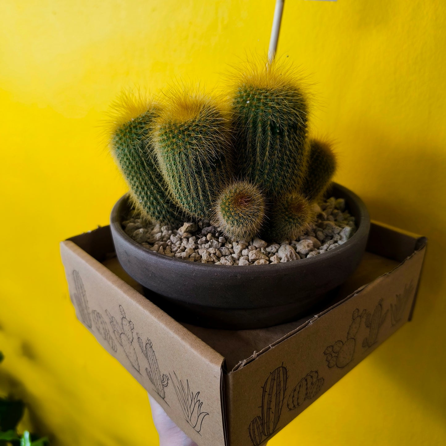 Cactus `Golden Torch` in Terracotta