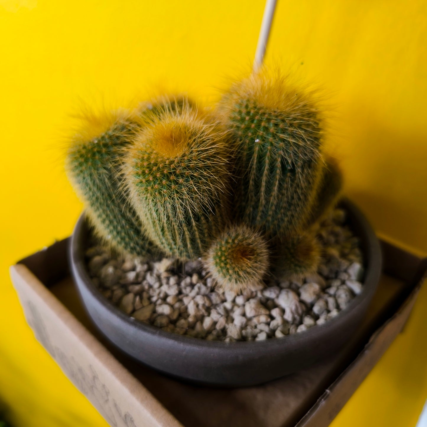 Cactus `Golden Torch` in Terracotta