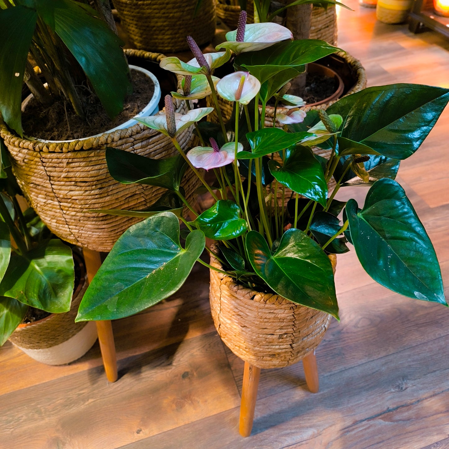 Basket Stands - Natural (3 sizes)