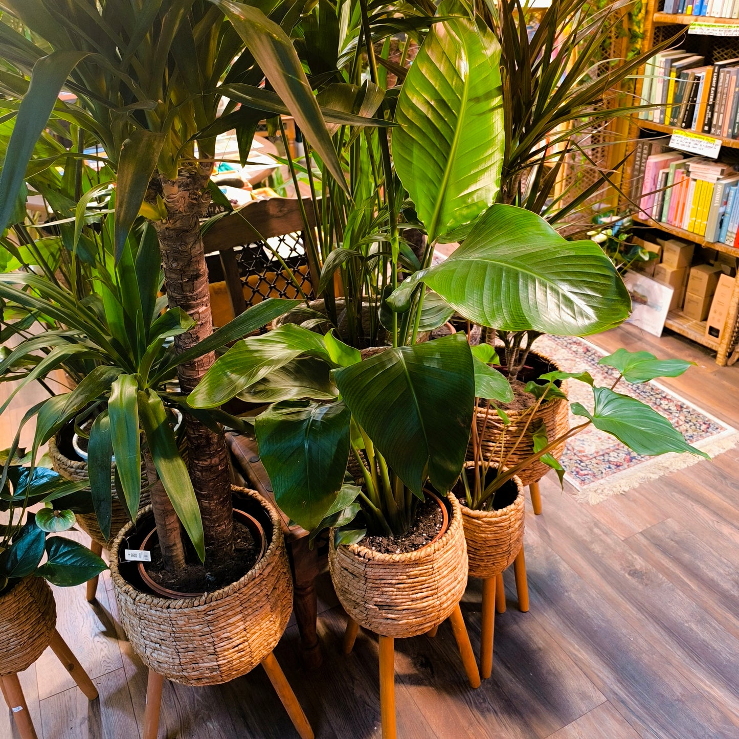 Basket Stands - Natural (3 sizes)