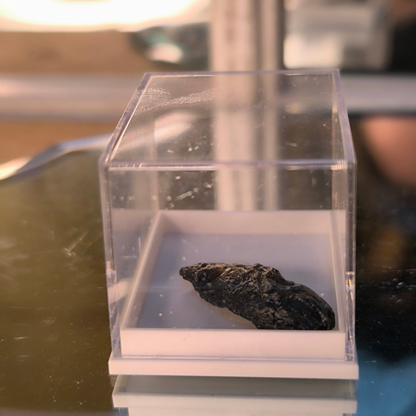Tektite in Case