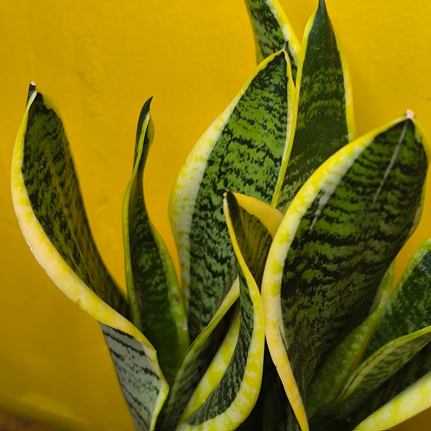 Snake Plants - Medium (4)