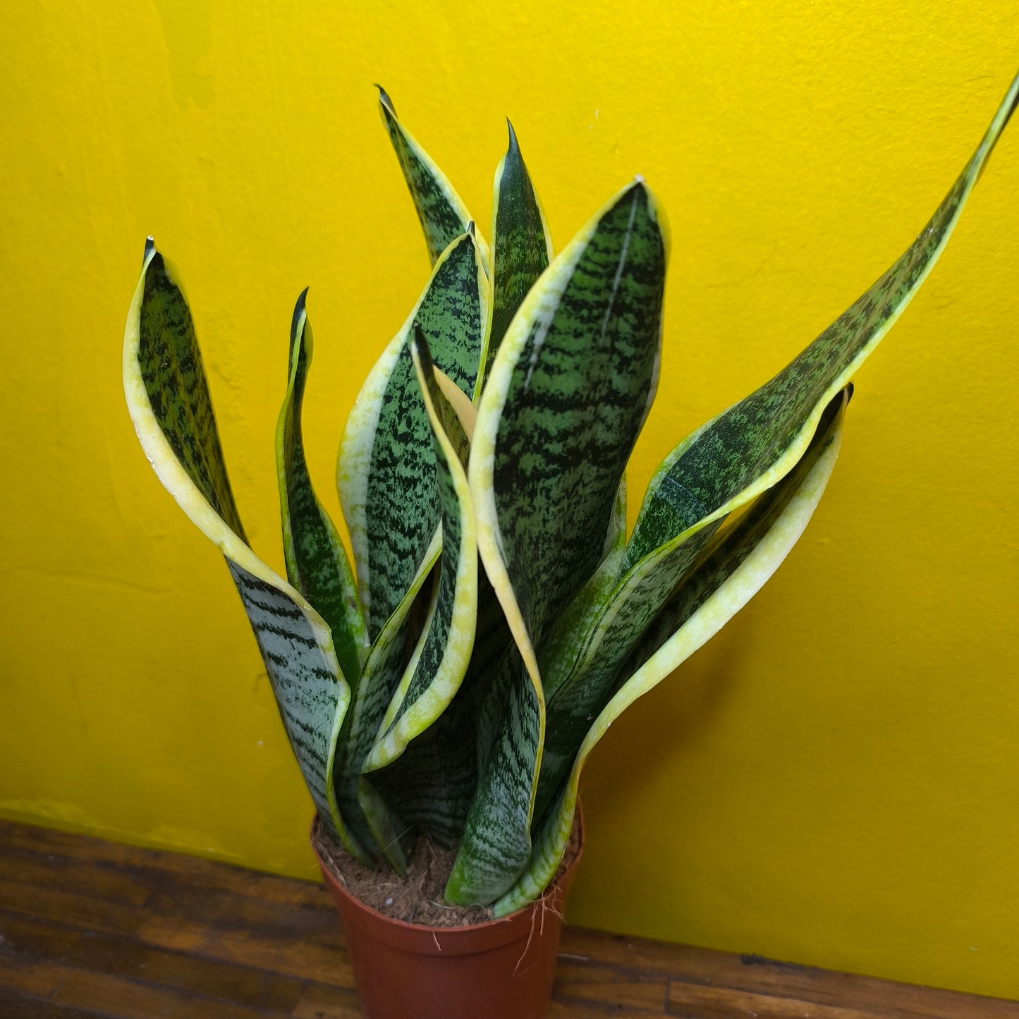 Snake Plants - Medium (4)