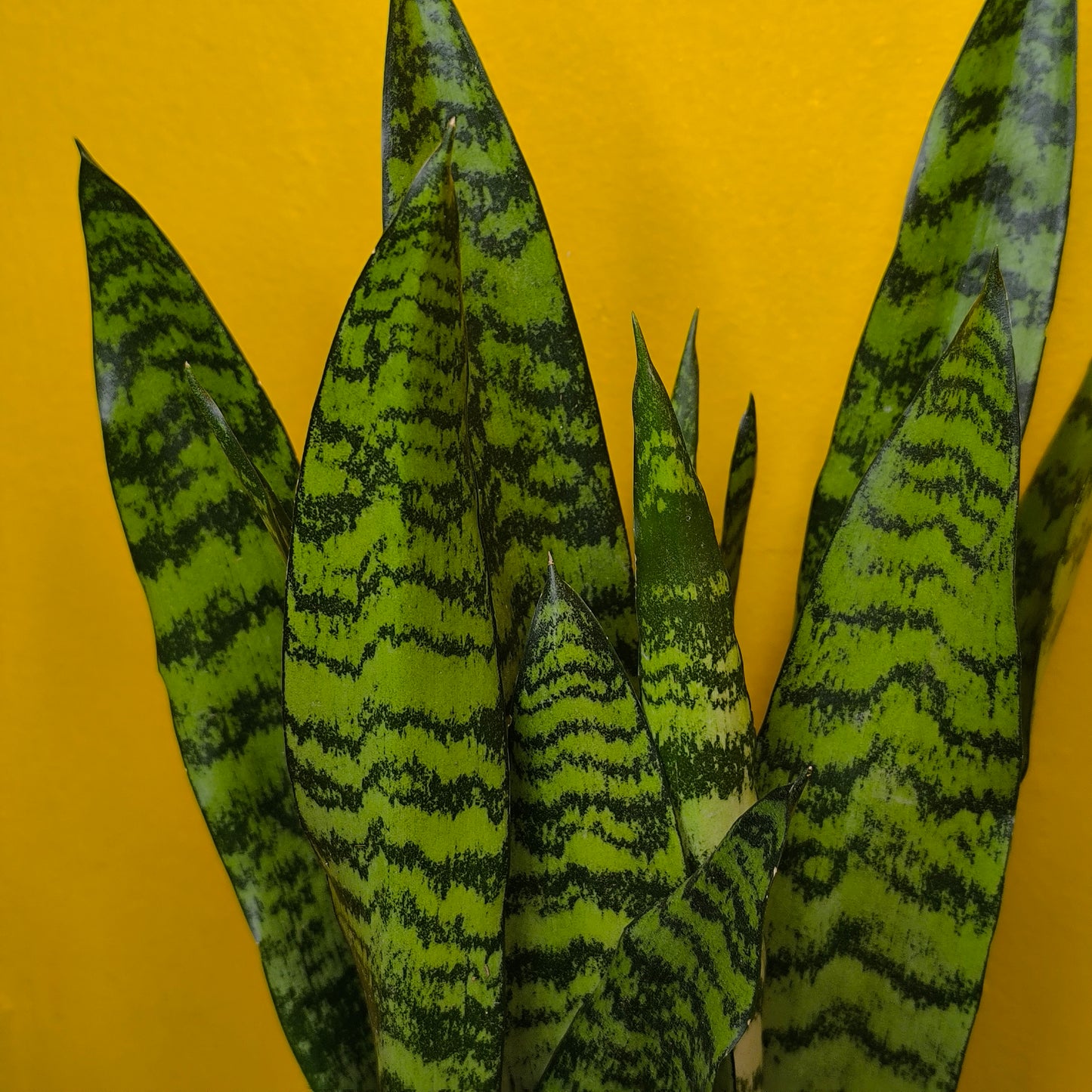 Snake Plants - Medium (4)