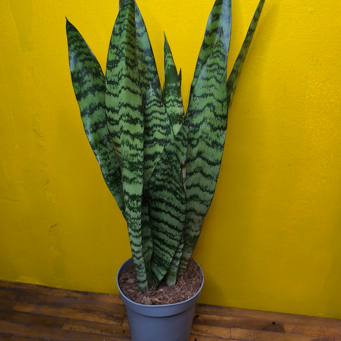 Snake Plants Green - Medium