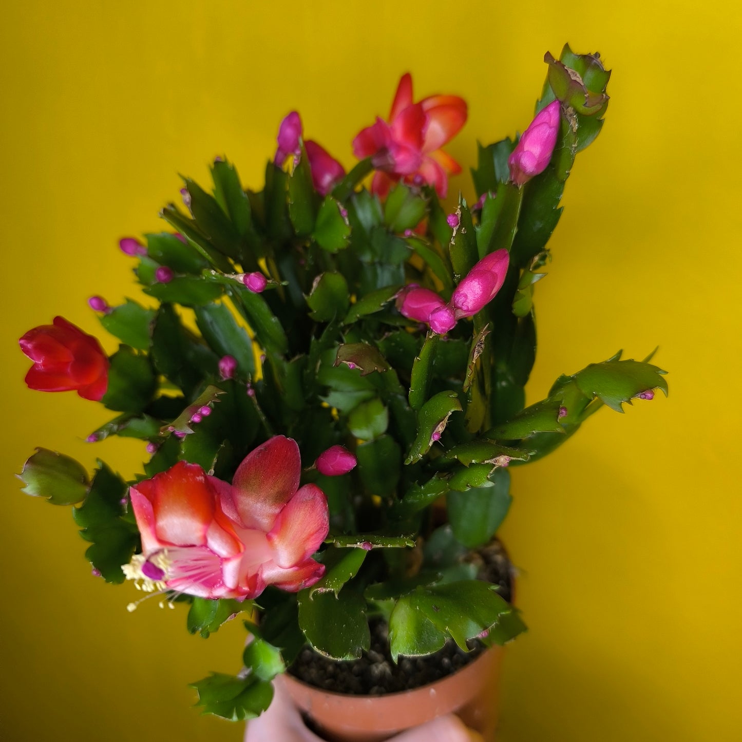 Christmas Cactus - Mix colours