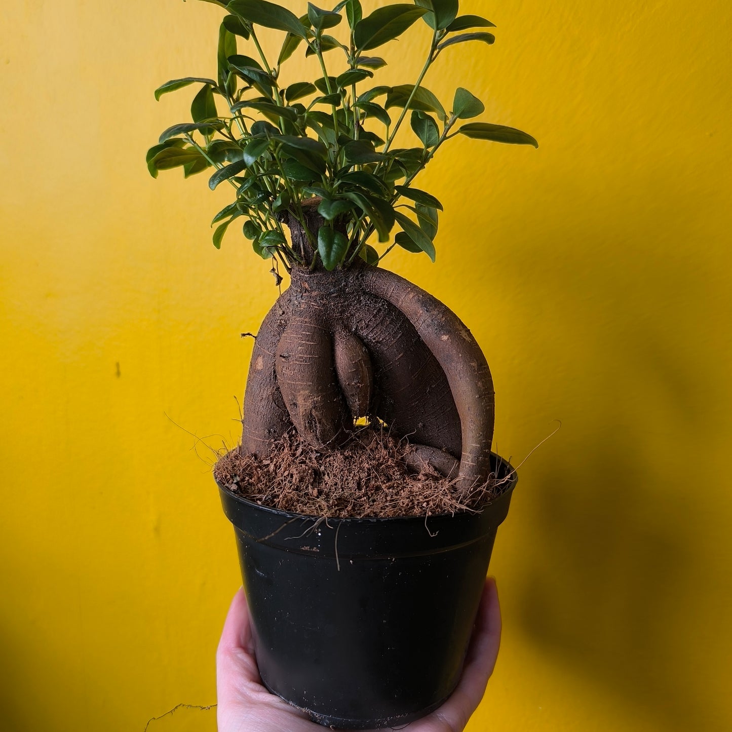 Ficus Ginseng - Medium