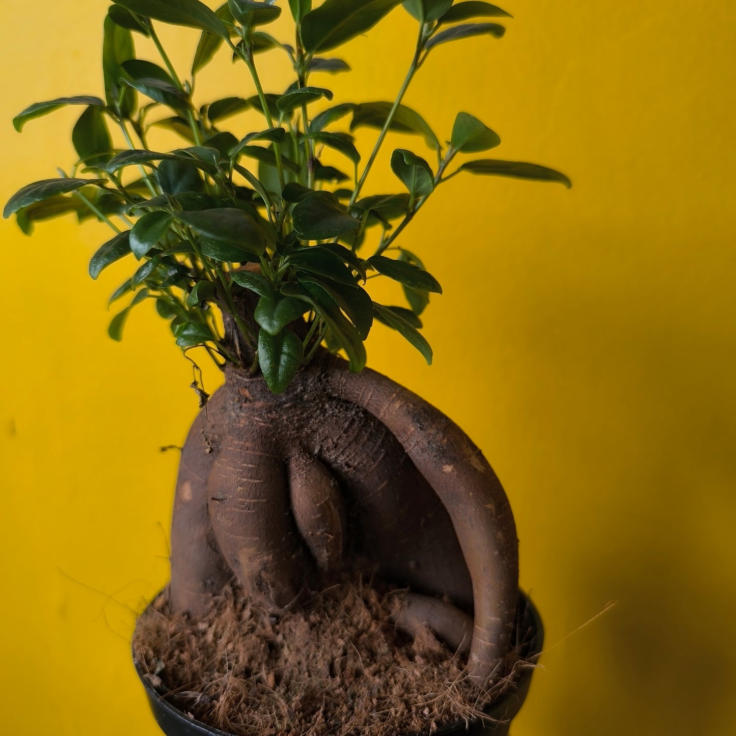 Ficus Ginseng - Medium