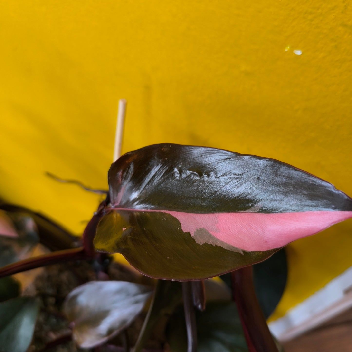 Philodendron `Pink Princess` - medium