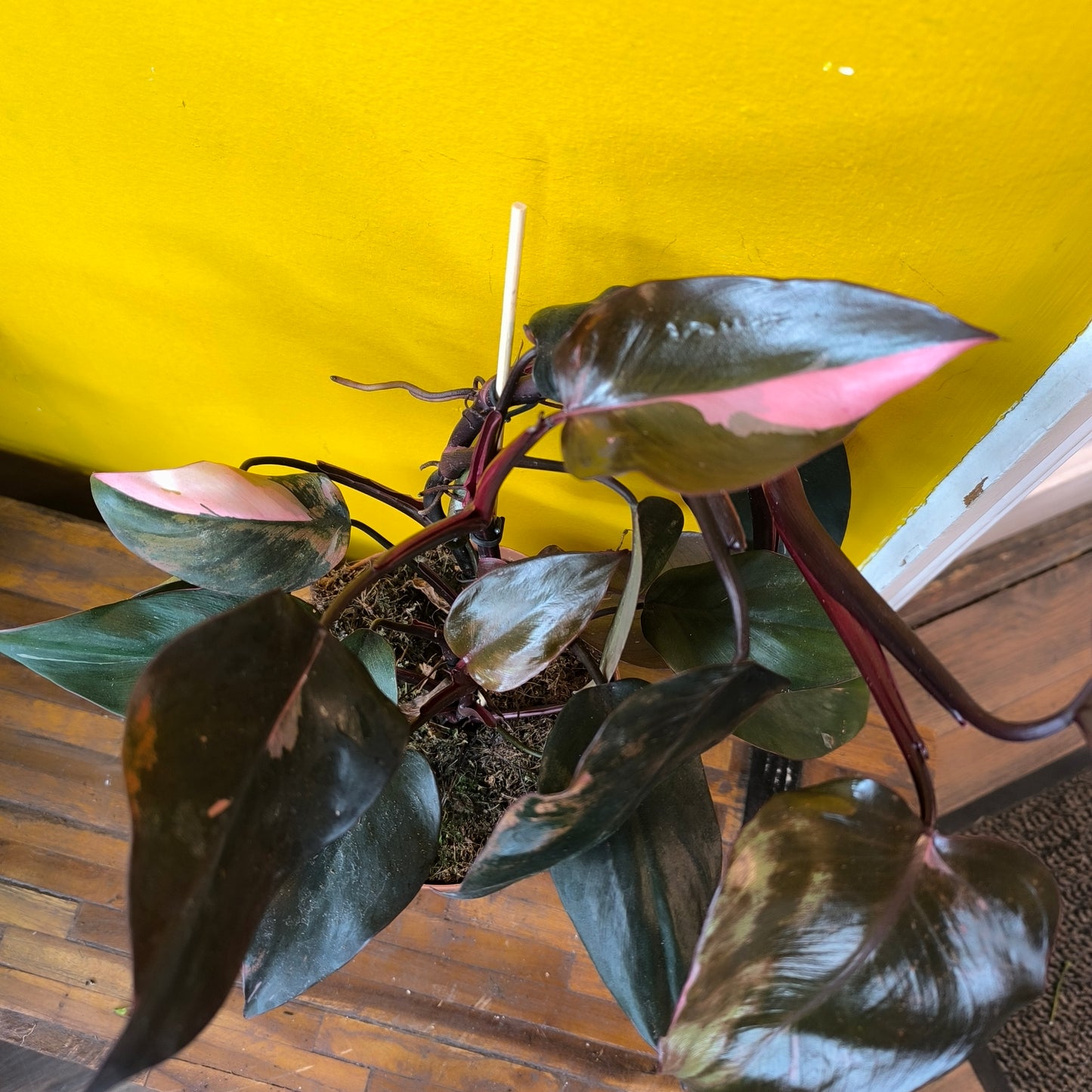 Philodendron `Pink Princess` - medium