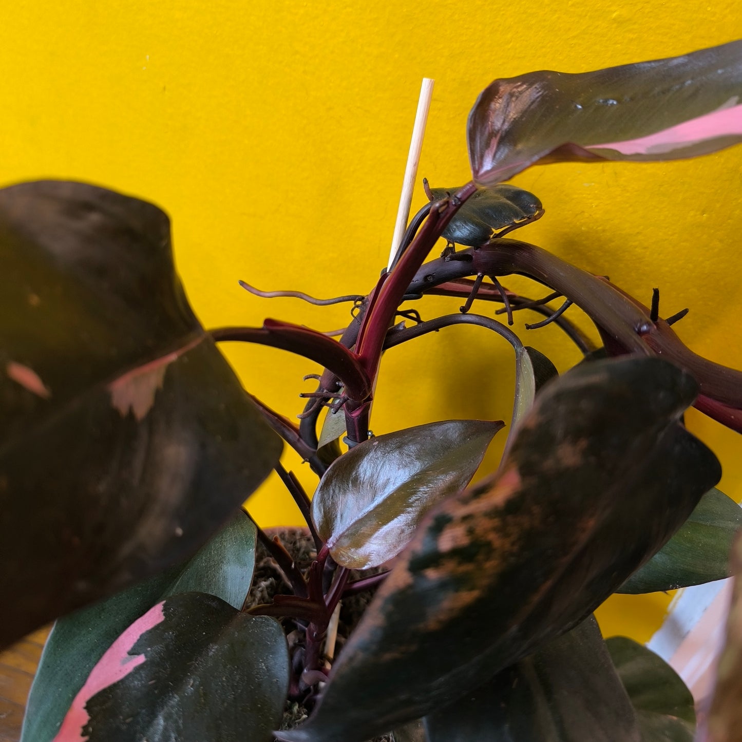 Philodendron `Pink Princess` - medium