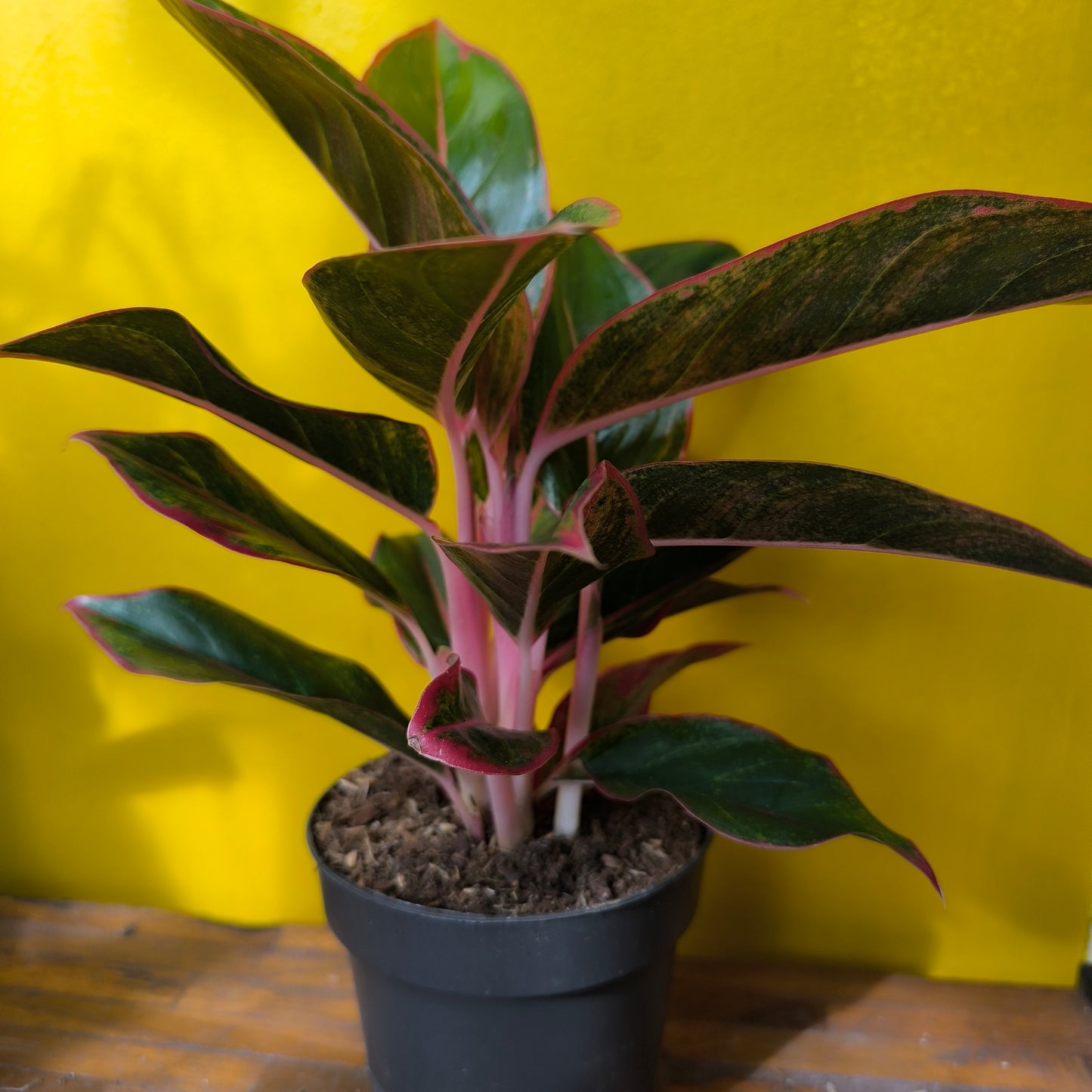 Aglaonema Chinese Evergreen 'Jungle Red' - Medium