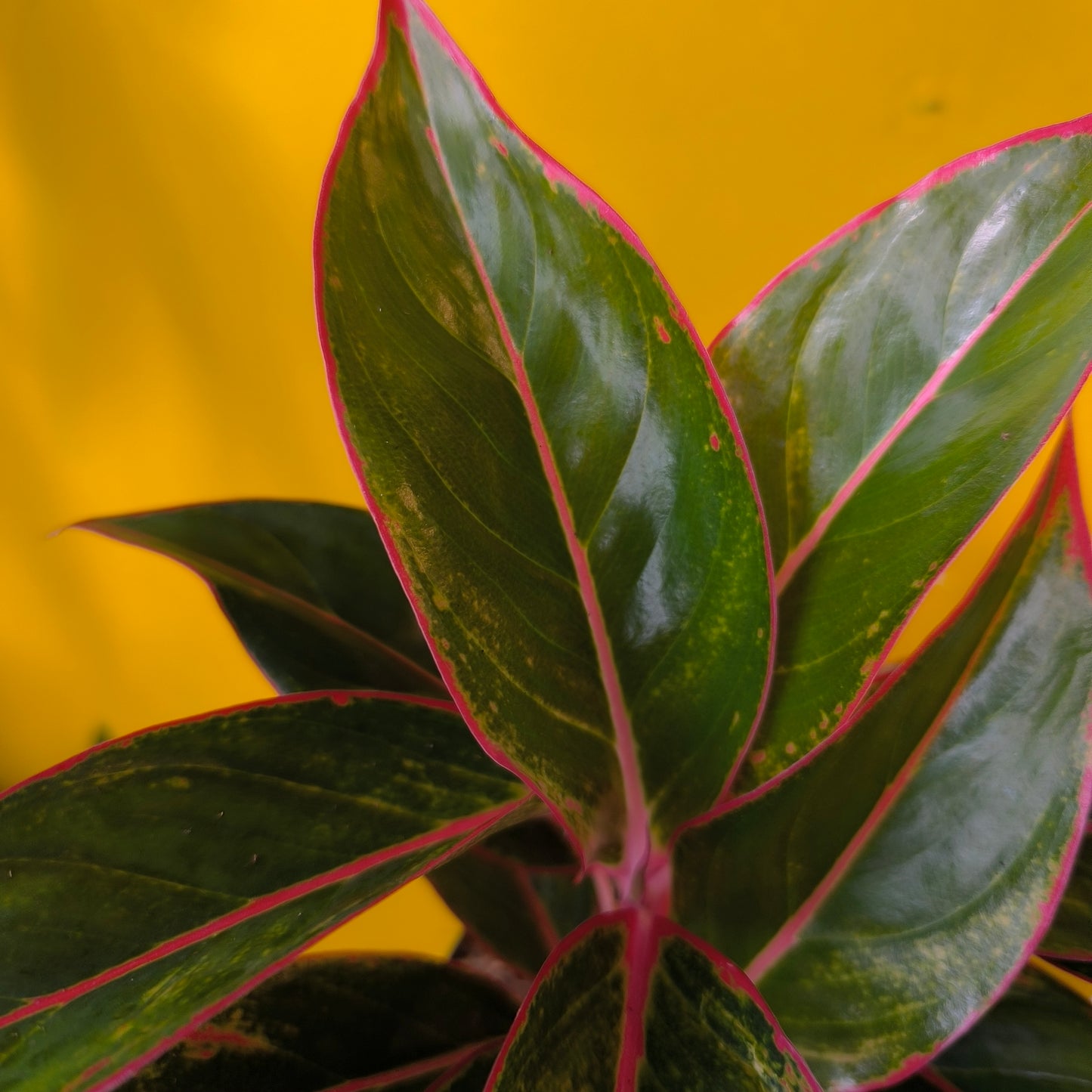 Aglaonema Chinese Evergreen 'Jungle Red' - Medium
