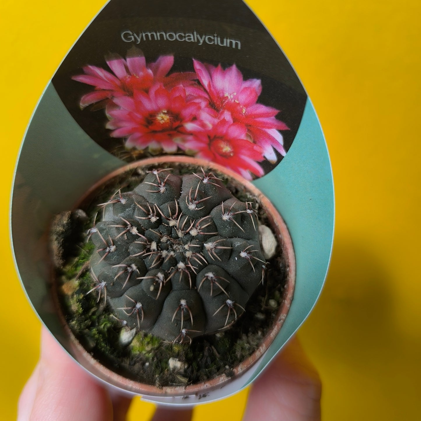 Cacti/Succulent Mix- Small