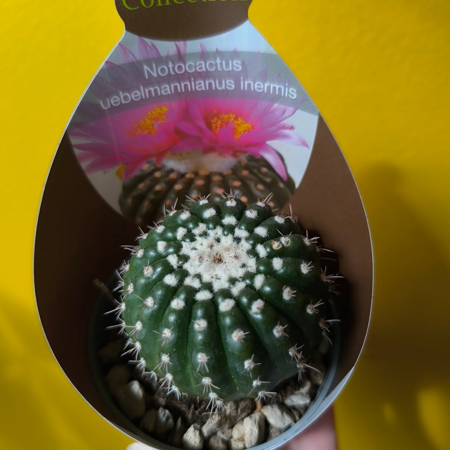 Cacti/Succulent Mix- Medium
