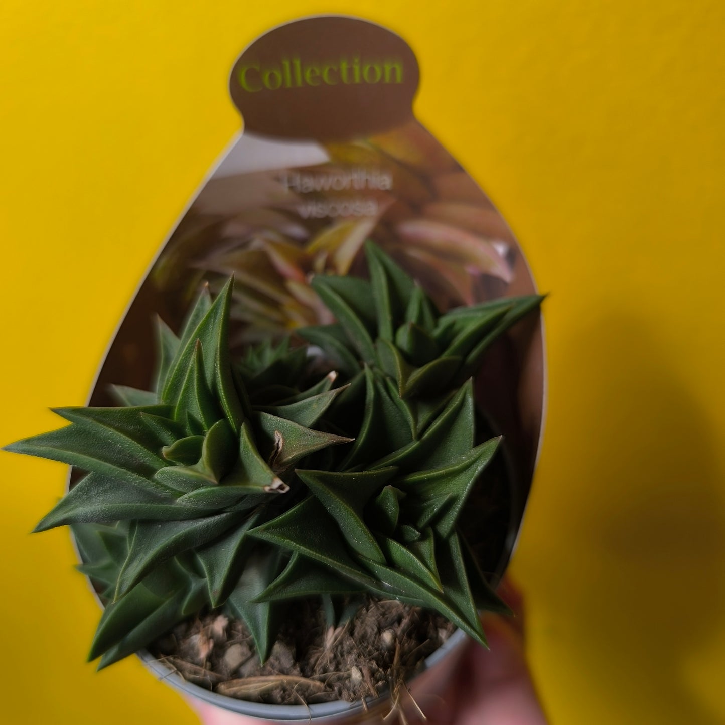 Cacti/Succulent Mix- Medium