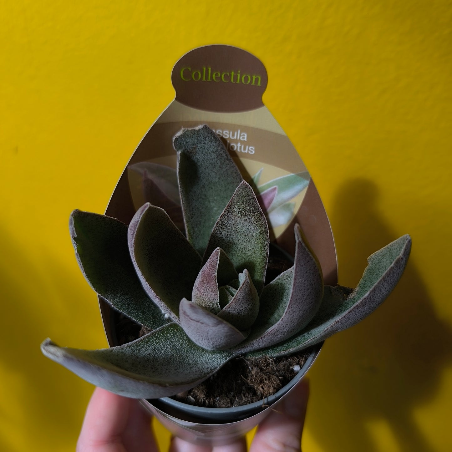 Cacti/Succulent Mix- Medium