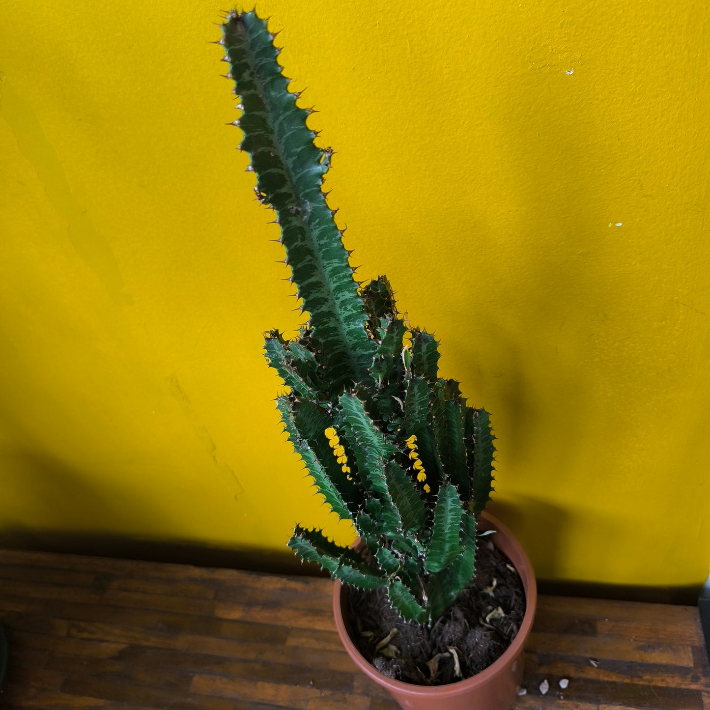African Milktree - Green/Purple