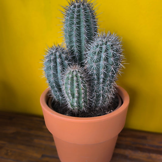 Cactus `Blue Toothpick` with Terracotta - XL