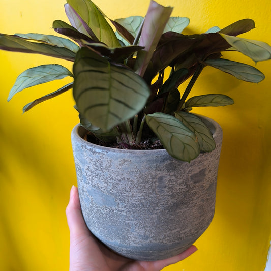 Pot - Ocean