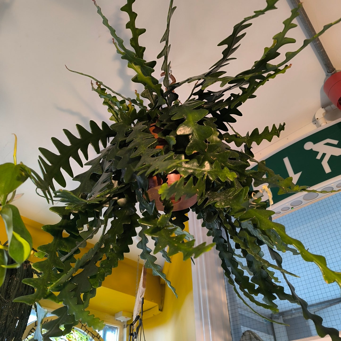 Cactus - XL hanging