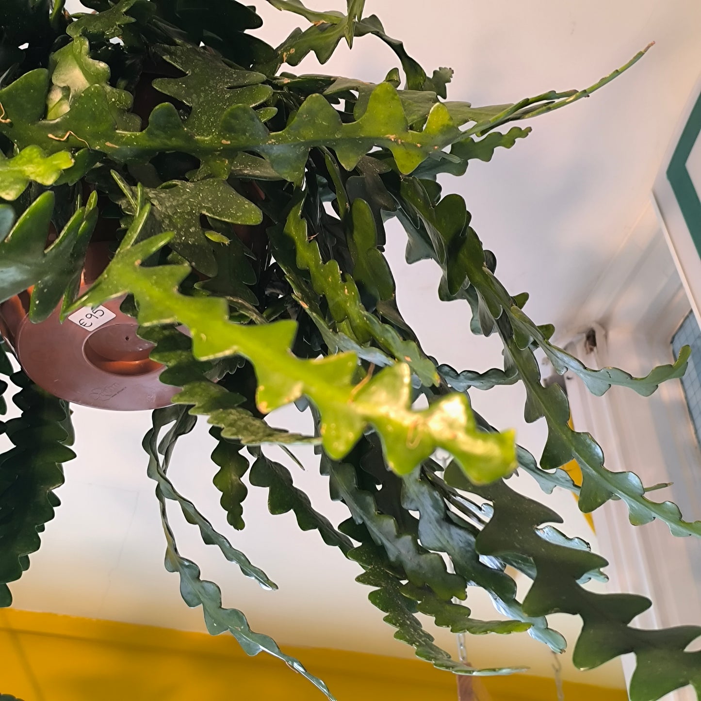 Cactus - XL hanging