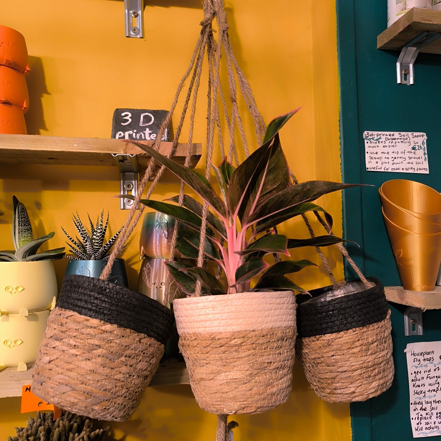 Hanging Baskets
