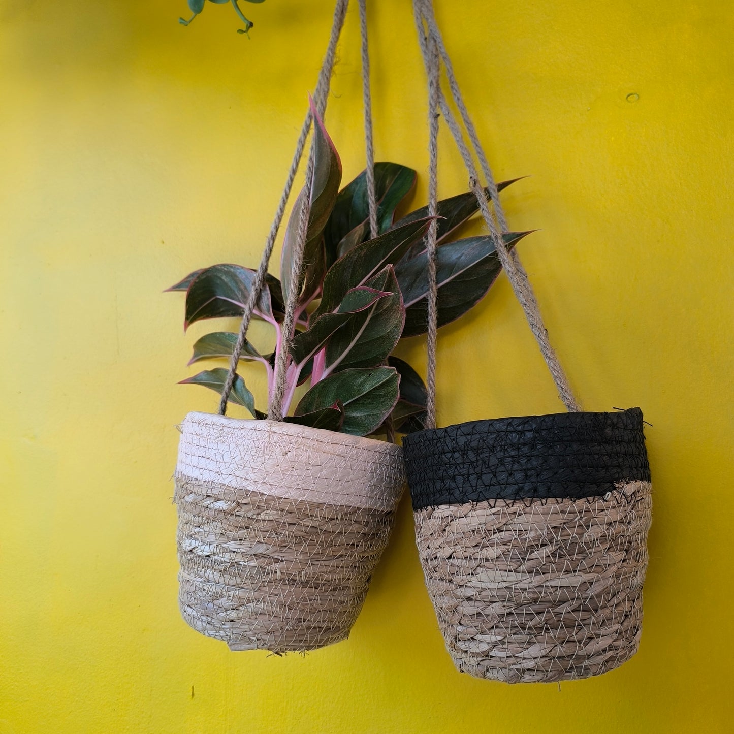 Hanging Baskets