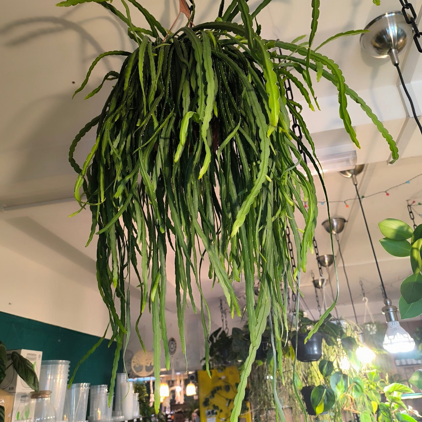 Cactus - XL hanging