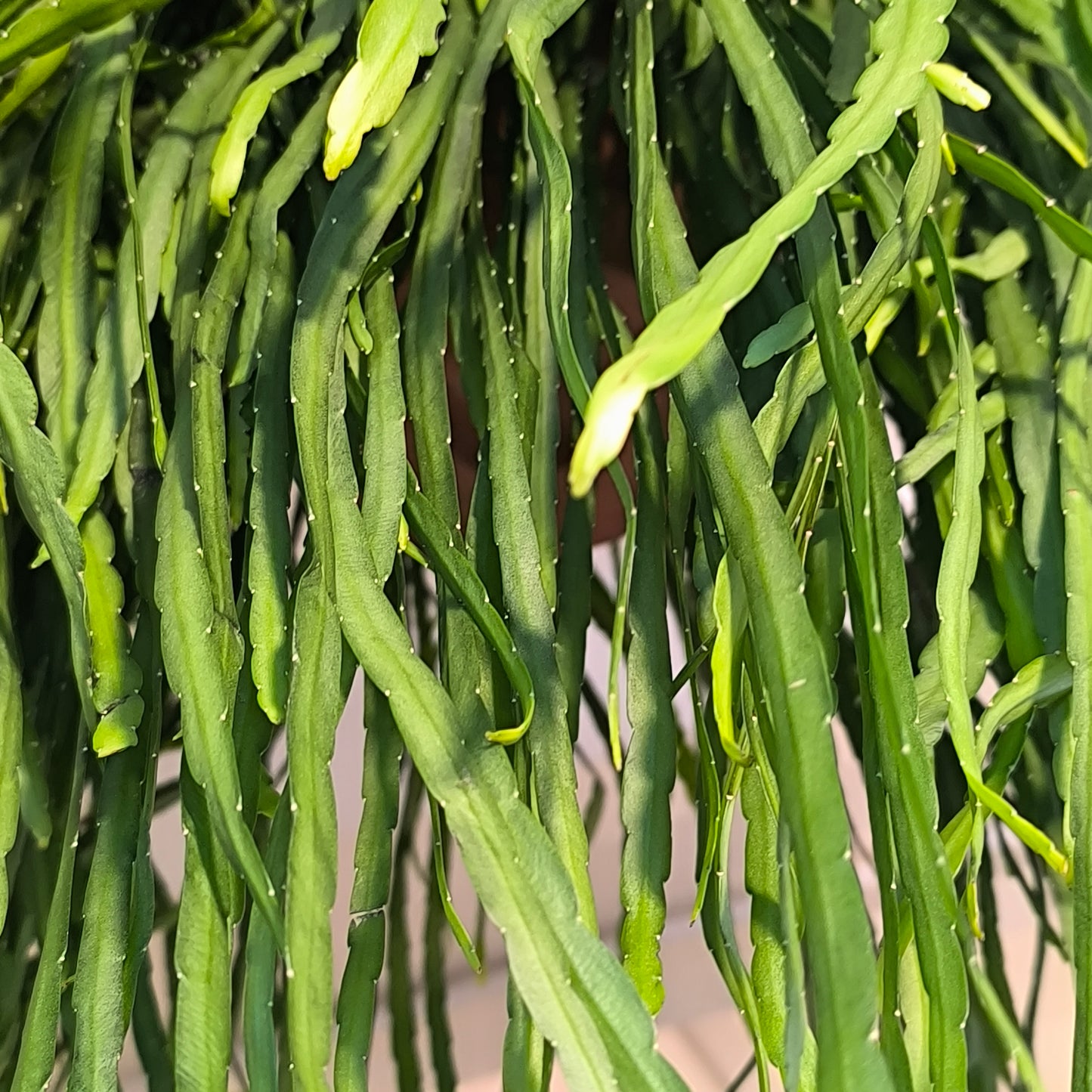 Cactus - XL hanging