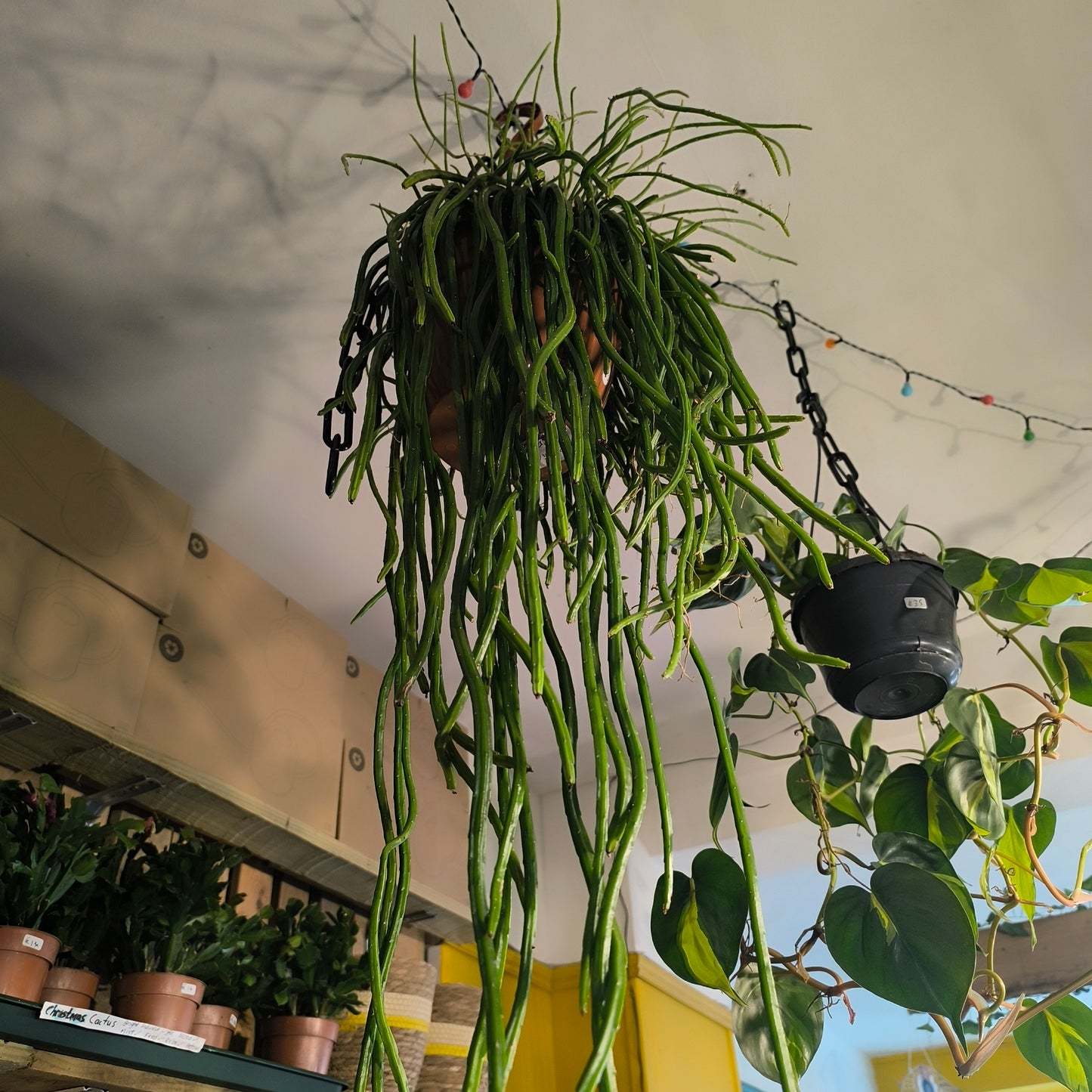Cactus - XL hanging