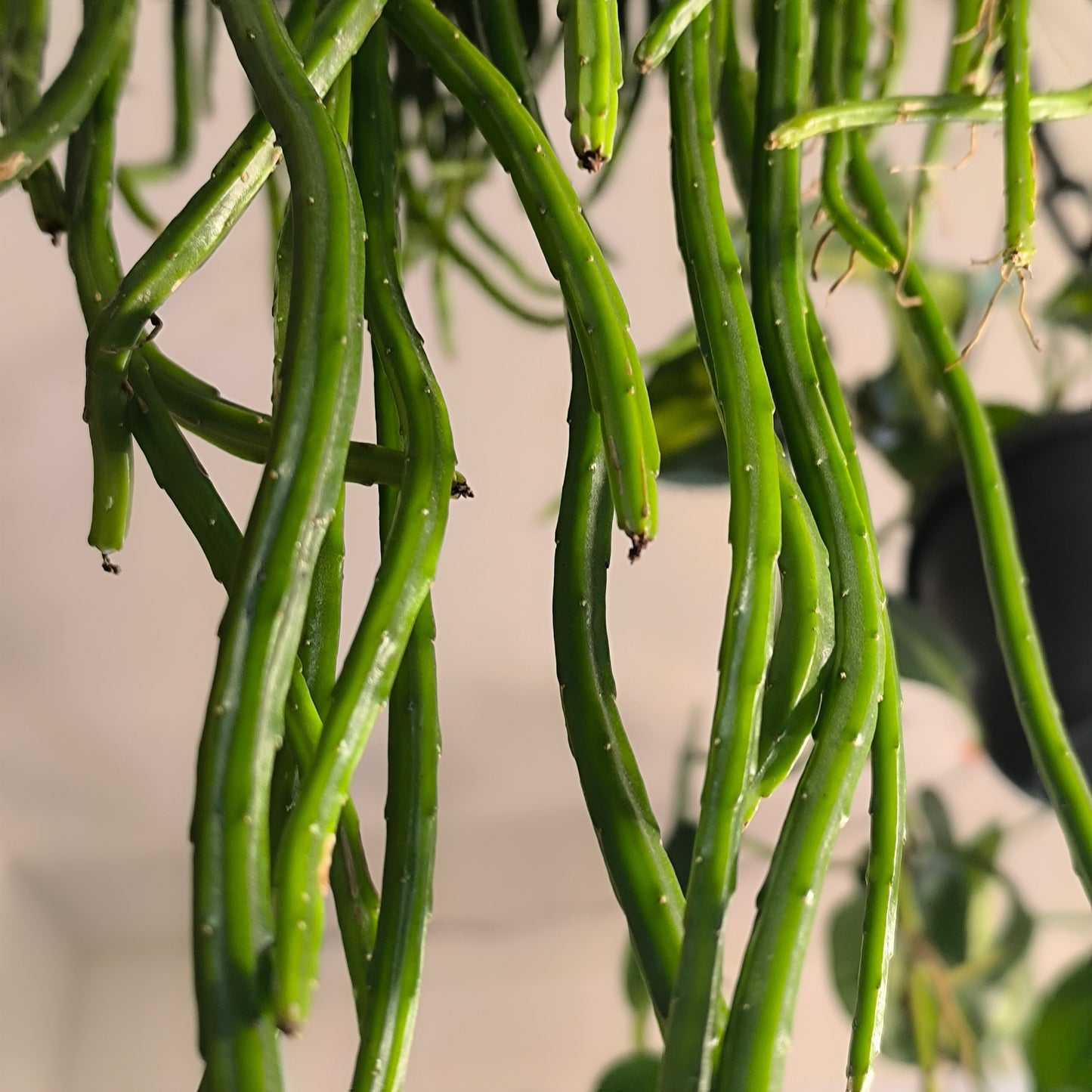 Cactus - XL hanging