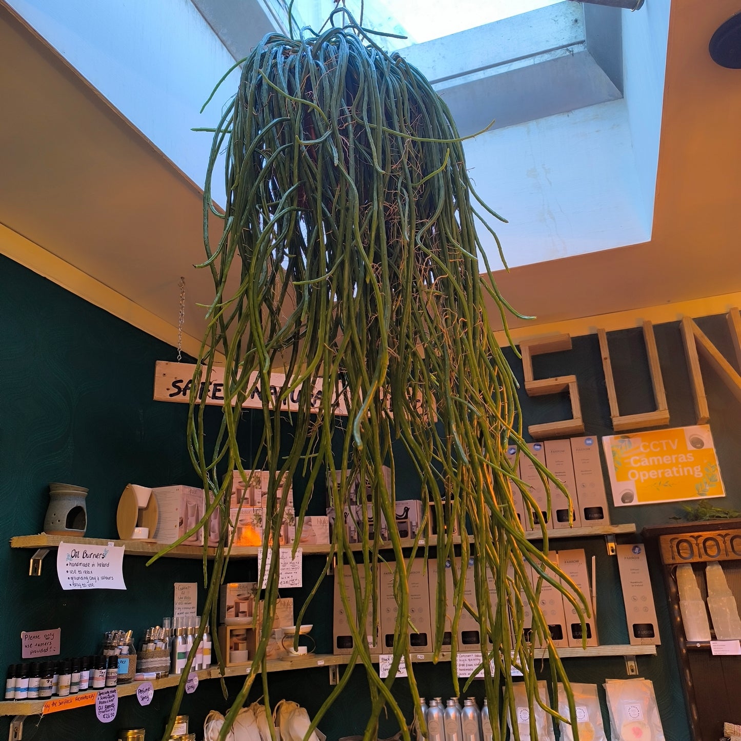 Cactus - XL hanging