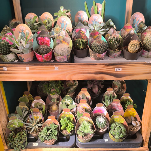 Cacti/Succulent Mix- Medium