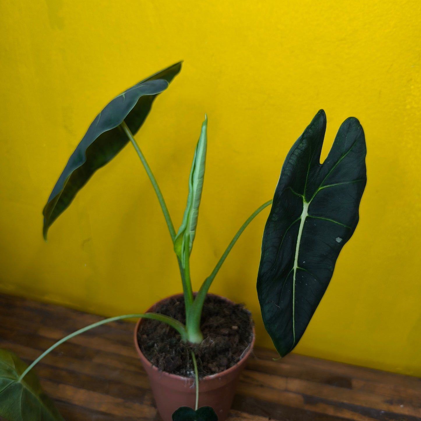 Alocasia Frydek - Medium